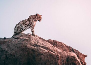 5 tips for resource forecasting in project management