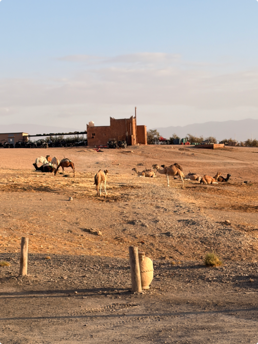 Camels in the Moroccan dessert.
